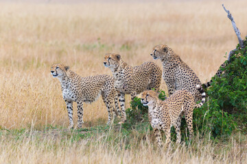 A Family Of Cheetah Looking Out To The Savannah