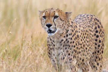 Close-Up Shot Of A Cheetah Staring At Prey