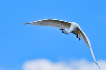 青空バックに悠然と飛ぶ婚姻色のコサギ