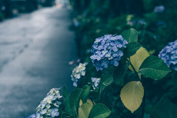道端の紫陽花１