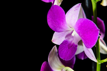 purple orchid on black background