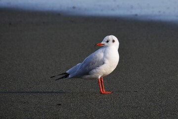 Black-headed gull on the beach
