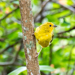 Atlantic Canary, a small Brazilian wild bird.The yellow canary Crithagra flaviventris is a small passerine bird in the finch family. 
