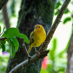 Atlantic Canary, a small Brazilian wild bird.The yellow canary Crithagra flaviventris is a small passerine bird in the finch family. 