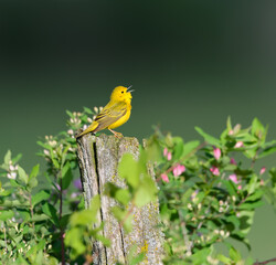 Yellow Warbler Fence Post in Spring on Green Background