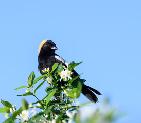 Bobolink on Tree Branch  on Blue Sky
