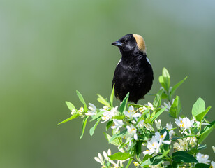Bobolink on Tree Branch  on Green Background
