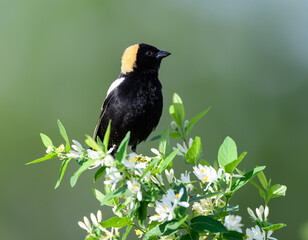 Bobolink on Tree Branch  on Green Background
