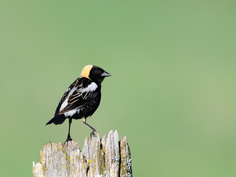 Bobolink on Fence Post  on Green Background
