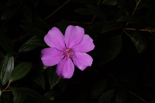 Flor Manac&aacute; da Serra