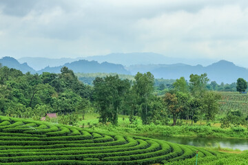 Fototapeta na wymiar tea plantation terrace in thailand