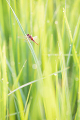 dragonfly on a green grass