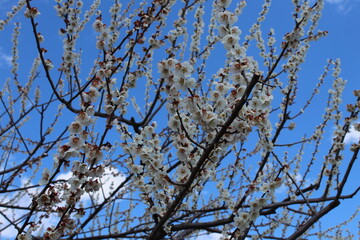 ume blossoms