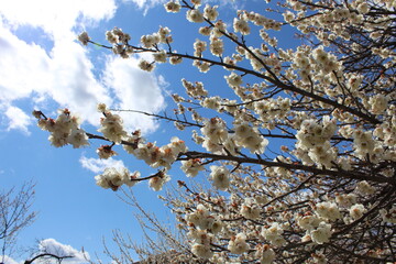 ume blossoms 