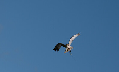 Hawk in flight