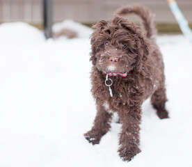 Labradoodle