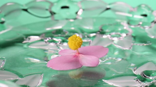 水に浮かぶ秋海棠の花