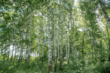 sunlight in a birch grove