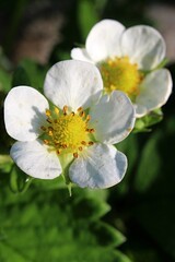 White flowers of garden strawberry, latin name  Fragaria × ananassa with bright yellow flower center, sunbathing in late spring sunshine. 