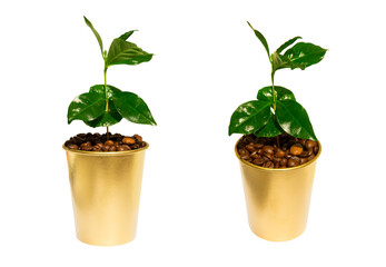 Coffee tree in golden cup