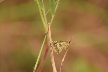 amazing picture of indian skipper ( spialia galba) butterfly resting in nature.