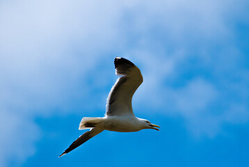 seagull in flight