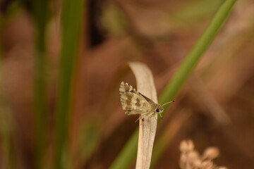 lovely picture of small butterfly indian skipper (spialia galba) sitting on grass.