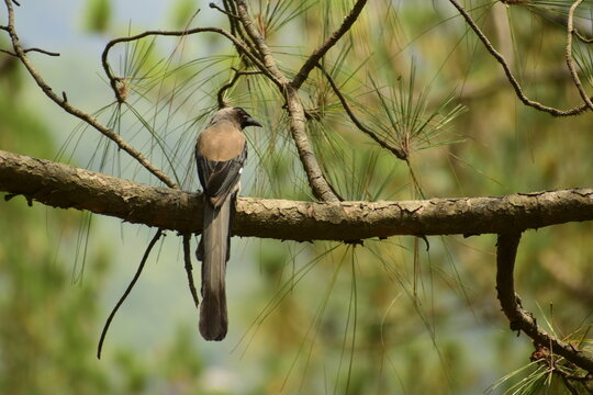 beautiful picture of himalayan grey treepie ( dendrocitta formosae) bird sitting on pine tree branch.