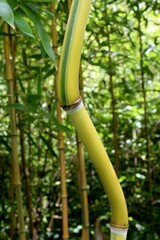 Curved bamboo stalk, possibly of Bambusa or Phyllostachys genus, with decorative green stripe in upper internodal part. Straight yellow bamboo stalks in background. 