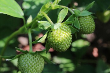 Immature green garden strawberries, latin name Fragaria Ananassa,  growing in garden during late spring season.