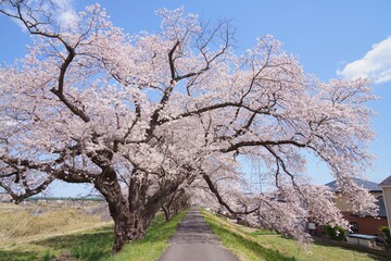 桜