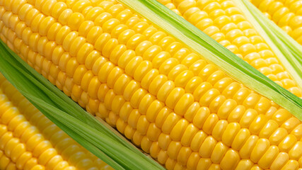 とうもろこしのクローズアップイメージ素材