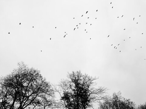 Flock of Birds .2