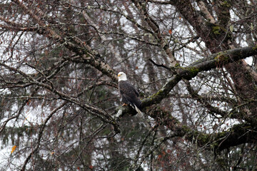 Bald Eagles in Haines Alaska