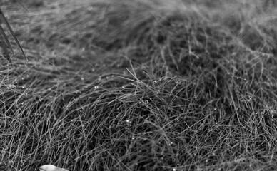 black and white water drops on grass