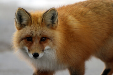 Red fox in Haines Alaska