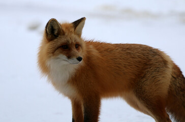 Red fox in Haines, Alaska