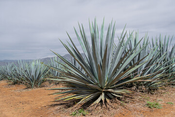 Naklejka na ściany i meble Enorme planta de agave en los campos de Tequila Jalisco.