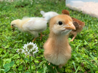 Baby Chicks in the grass