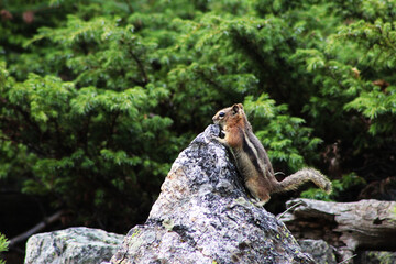 Wildlife Found in Colorado Mountains