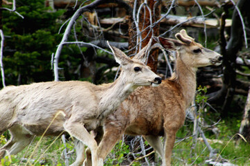 Wildlife Found in Colorado Mountains