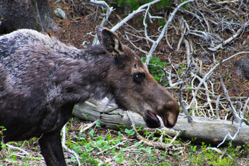 Wildlife Found in Colorado Mountains