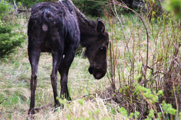 Wildlife Found in Colorado Mountains
