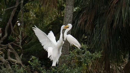 White swan birds playing with each other and ready to fly.