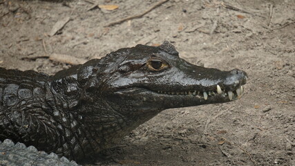 Alligator in swamps.