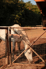 Photos of some horses in a stable taken during a road trip Arezzo in Tuscany, Italy.