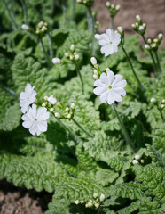 White primrose (primula) flowers on a background of bright green foliage close-up. Spring  garden flower background