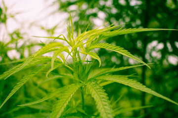 Fototapeta na wymiar Beautiful green cannabis leaves.