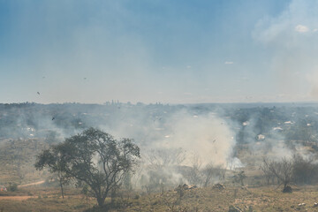 Many birds flying in smoky sky during burn off to prevent bushfire