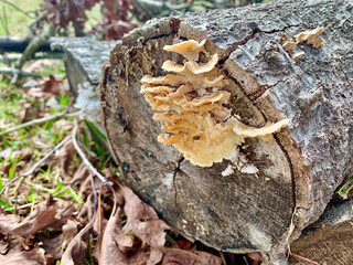 Fungus Tree